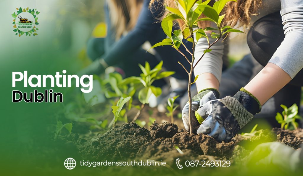 Planting Dublin